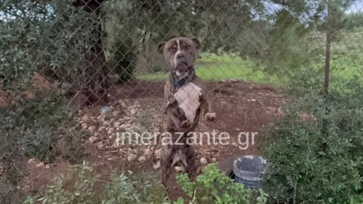 Τραγική ειρωνεία με το νεκρό 2χρονο στη Ζάκυνθο: Το πίτμπουλ ήταν αδέσποτο και το φιλοξενούσαν