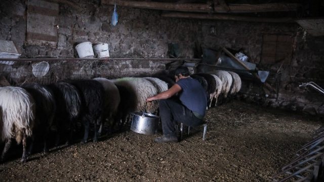 Τραγωδία στην Πιερία: Κτηνοτρόφος κρεμάστηκε στο σπίτι του επειδή του θανάτωσαν 1.000 πρόβατα