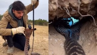 Έβαλε κάμερα στο κεφάλι ενός φιδιού και δείτε τι κατέγραψε