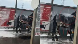 Πήγε σε πλυντήριο αυτοκινήτων για να πλύνει το… άλογό του! Το viral βίντεο στο TikTok