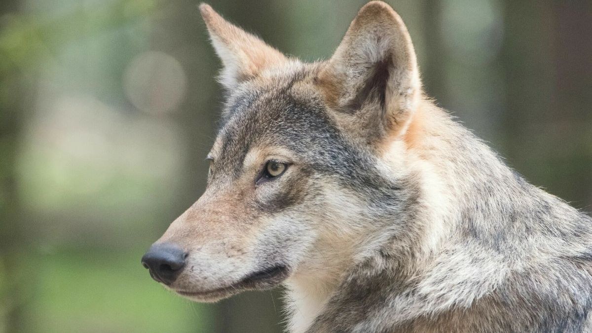 Προειδοποίηση αρχών μετά από περιστατικό με λύκο σε μονοπάτι της Πάρνηθας