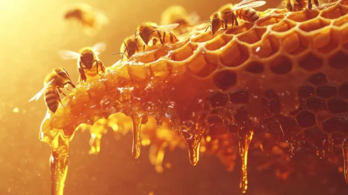 Είναι ασφαλές να τρώτε μέλι αν είστε αλλεργικοί στις μέλισσες; – Η επιστήμη απαντά