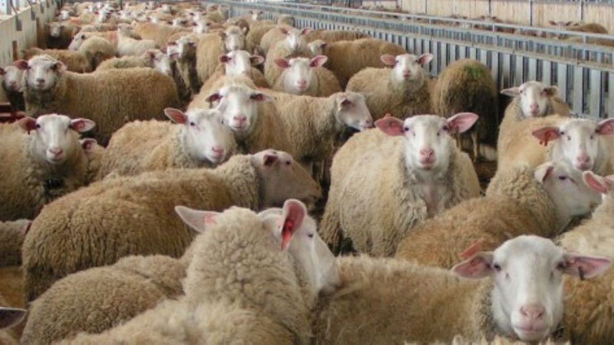 Καταγγελία: Στις Αχαρνές βόσκουν πρόβατα μέσα σε κατοικημένη περιοχή και τα αφήνουν να ψοφάνε μέσα σε αυλές σπιτιών (Βίντεο)