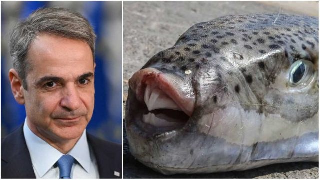 4,73 ευρώ το ένα κιλό λαγοκέφαλων: Η κυβέρνηση επιδοτεί τους ψαράδες ώστε να «καθαρίσουν» τις ελληνικές θάλασσες από το επικίνδυνο είδος ψαριού!