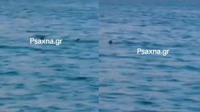 Σοκ στη Βοιωτία: Καρχαρίας εμφανίστηκε στην παραλία Σαράντη την ώρα που έκαναν μπάνιο οι λουόμενοι