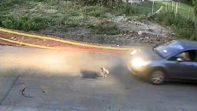 Γαστούνη: Στην ταυτοποίηση της οδηγού για το περιστατικό με το αδέσποτο προχώρησαν οι Αρχές