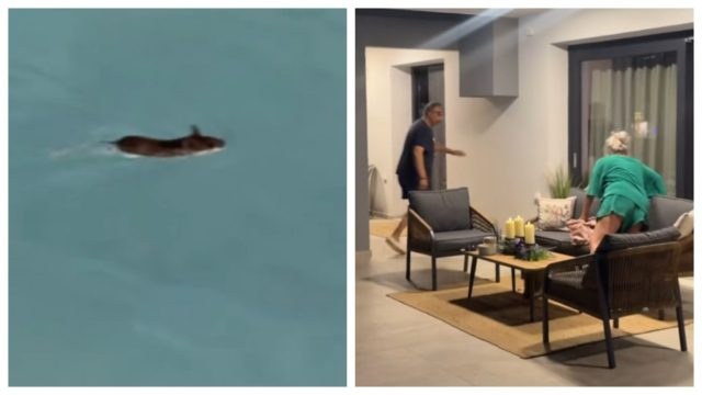 Ποντικός εμφανίζεται σε πισίνα οικογένειας και προκαλεί… πατατράκ! 
