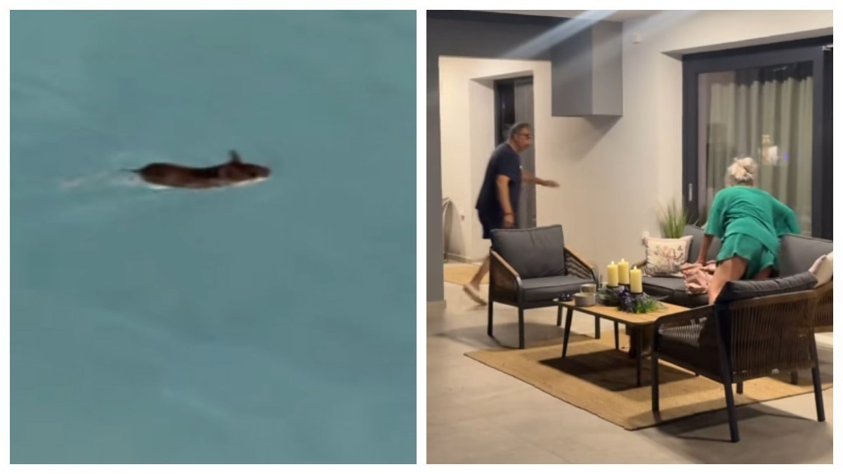 Το περιστατικό με ποντίκι