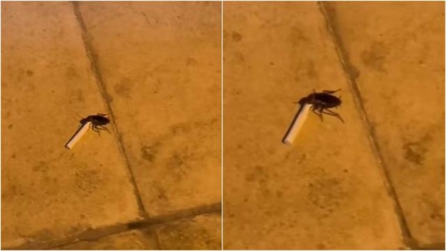 «Σύντροφε, έχεις ένα Terea;»: Το viral βίντεο με την κατσαρίδα-θεριακλού που κάνει τον γύρο του διαδικτύου!