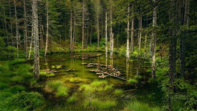 Ήξερες ότι στην καρδιά της Πίνδου υπάρχει κρυμμένη μια λίμνη με νούφαρα;