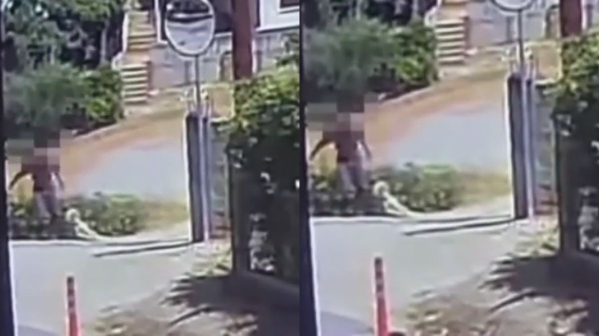 Σοκ στο Άστρος: Νεκρός σκύλος βρέθηκε σε κάδο – Βίντεο δείχνει άνδρα να τον σέρνει με σύρμα στον λαιμό