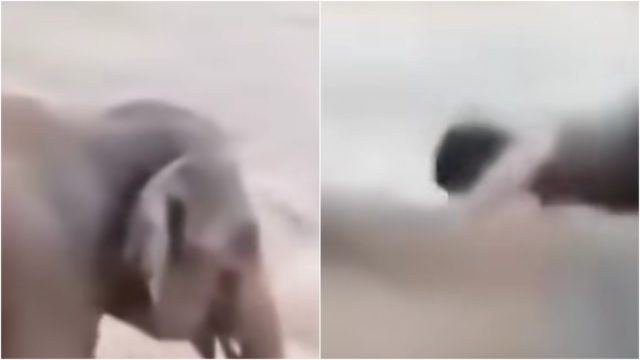 Συγκλονιστικό βίντεο από Νεπάλ: Ελέφαντας σώζει άνδρα από σίγουρα πνιγμό