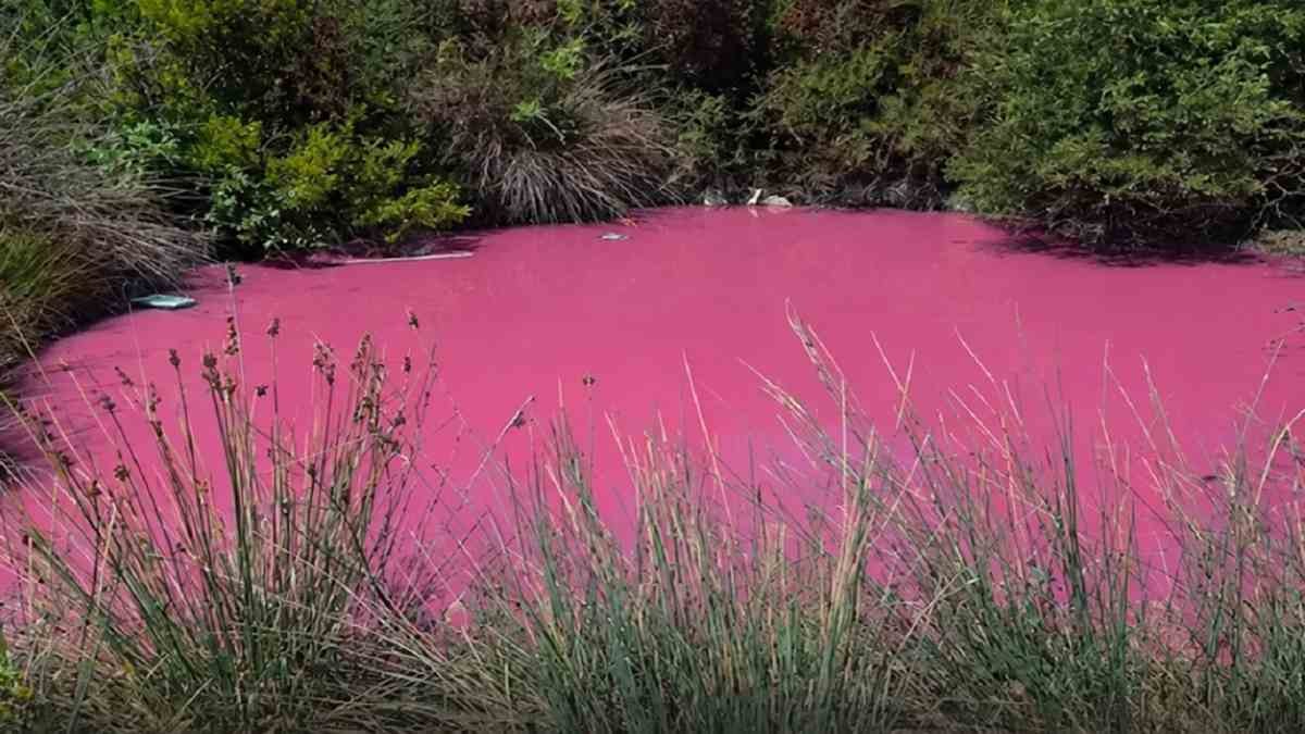 Θεσπρωτία: Στα ροζ «βάφτηκε» η λίμνη στο Μακρυγιάλι Ηγουμενίτσας – Τι μπορεί να κρύβεται πίσω από το φαινόμενο