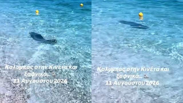 Απίθανο βίντεο: Φώκια κολυμπάει ανάμεσα σε λουόμενους στη Κινέτα