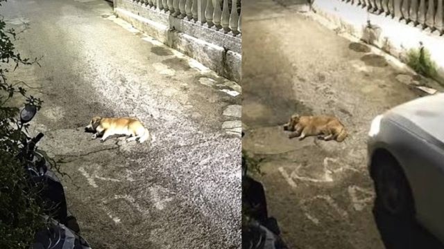 Φρίκη στην Κέρκυρα: Καταγγελία για την 44χρονη που σκότωσε το σκυλάκι με το αμάξι – Το έχει ξανακάνει στο παρελθόν στην ίδια οικογένεια