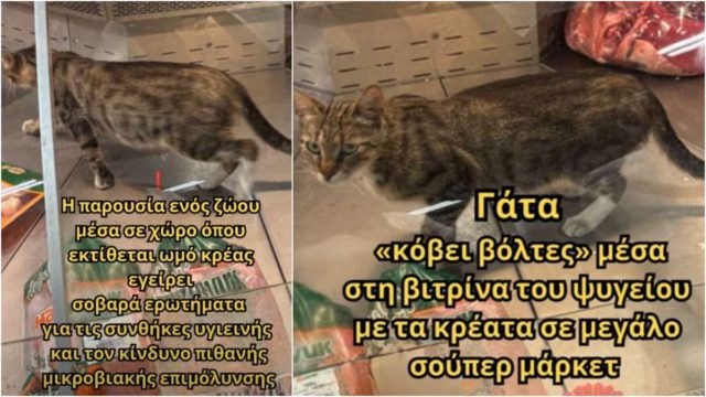 Καταγγελία σοκ: Γάτα «κόβει βόλτες» μέσα στη βιτρίνα του ψυγείου με τα κρέατα σε μεγάλο σούπερ μάρκετ