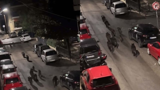 Θεσσαλονίκη: 12 αγριογούρουνα εμφανίστηκαν στη Χαριλάου