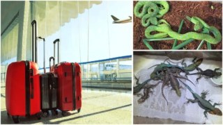 Ασύλληπτο θρίλερ στο αεροδρόμιο: 45χρονος έκρυβε δηλητηριώδη φίδια στη βαλίτσα του