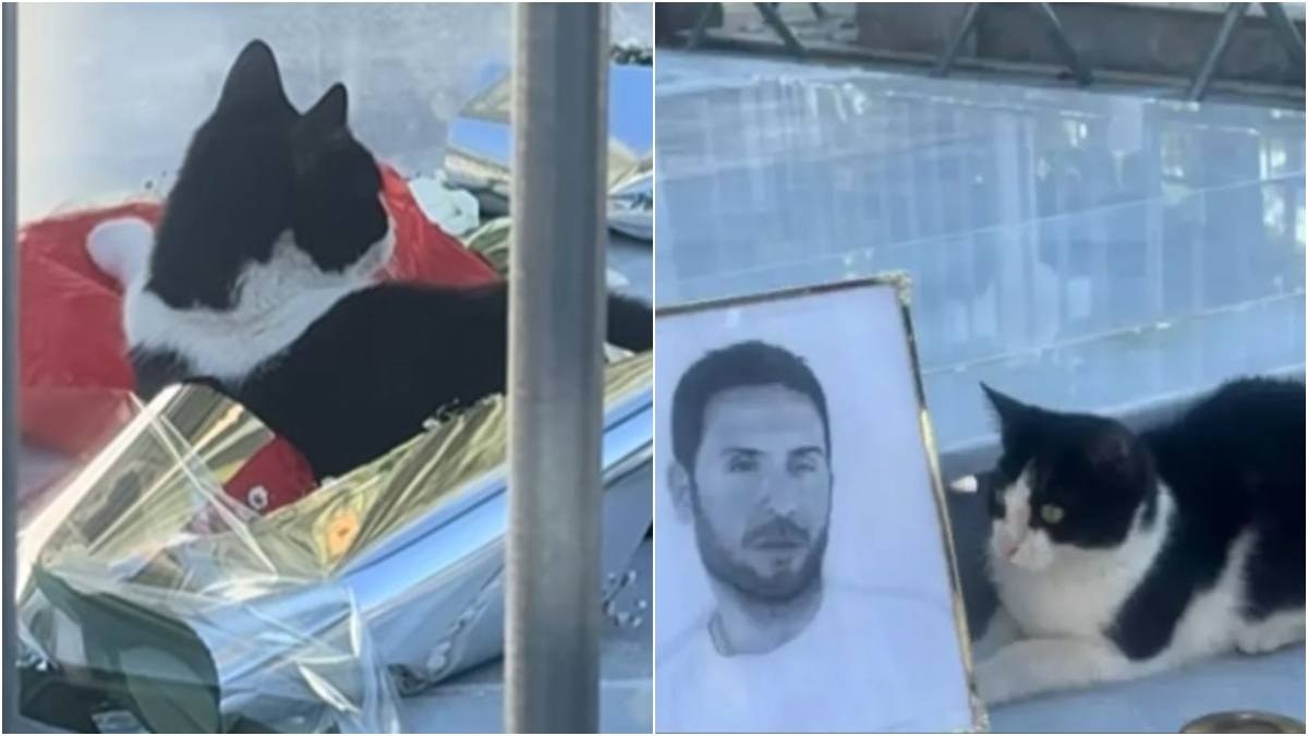 Το μυστήριο της εξαφάνισης του μικρού Μάιλο: Πού χάθηκε το ασπρόμαυρο γατάκι που είχε συγκλονίσει το πανελλήνιο στον τάφο του Γιώργου Μαζωνάκη;