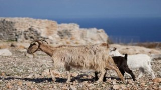 Επίδομα 10.000 ευρώ για μετεγκατάσταση σε ακριτικές περιοχές: Άνοιξε η πλατφόρμα – Οι 10 νέες περιοχές