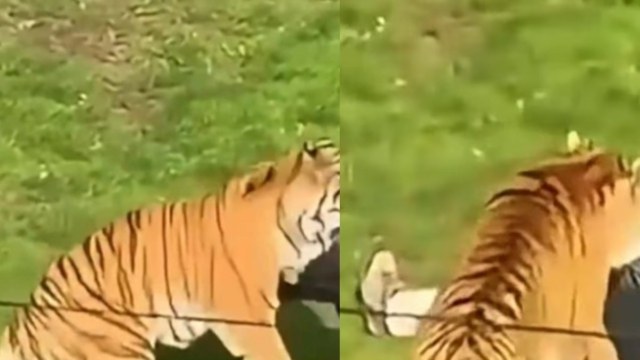 Πανικός σε ζωολογικό πάρκο στην Αγγλία: Άνδρας μπήκε στο κλουβί με τις τίγρεις και του επιτέθηκαν – Βίντεο