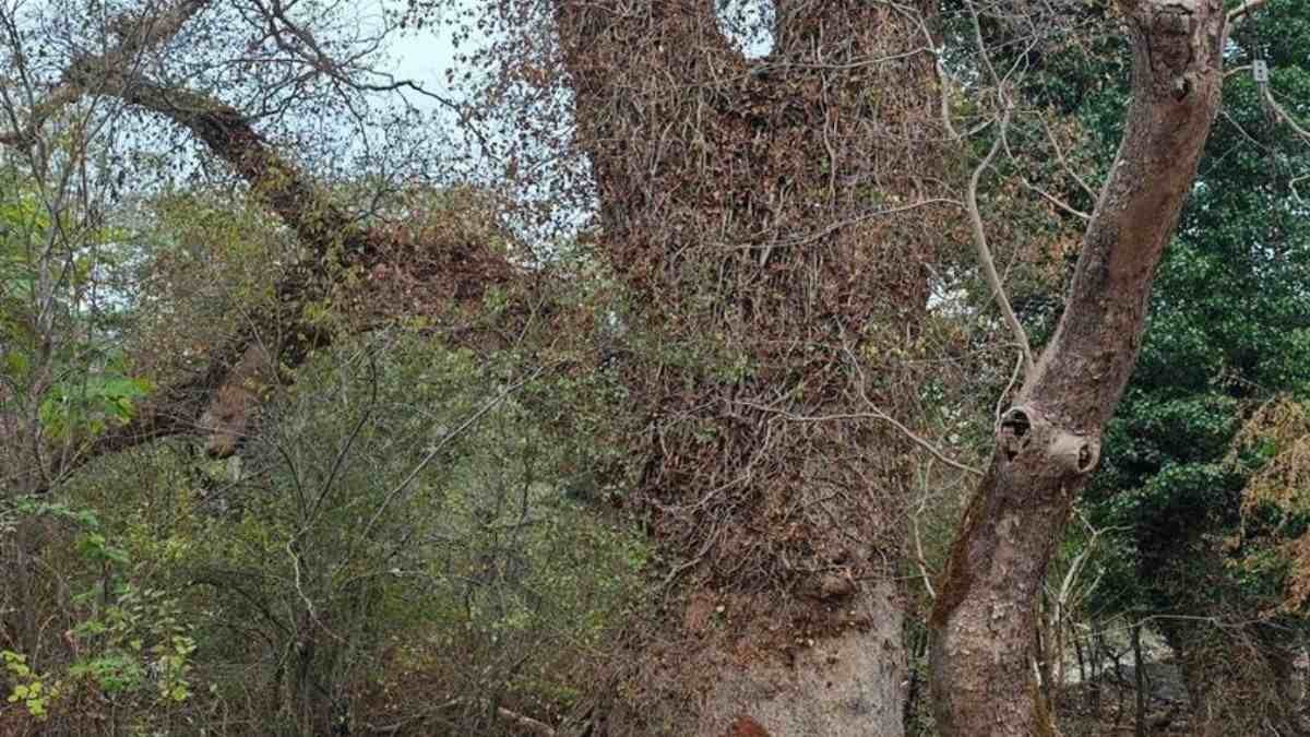 Εικόνες σοκ στην Εύβοια: Τεράστιο κυπαρίσσι καταπλάκωσε τάφους στο νεκροταφείο της Λίμνης! (Φωτογραφίες)