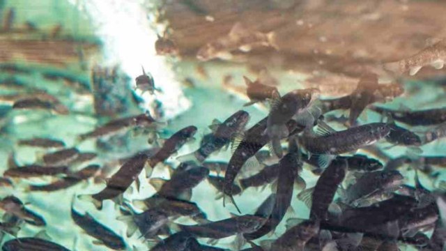 Αν δεν έχεις λεφτά για spa αυτό είναι η σπιτική λύση… απλά και λαϊκά!