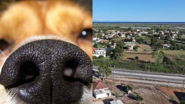 Φρίκη στην Ηλεία: Πυροβόλησαν σκύλο στη μουσούδα και περιφέρεται αιμόφυρτος